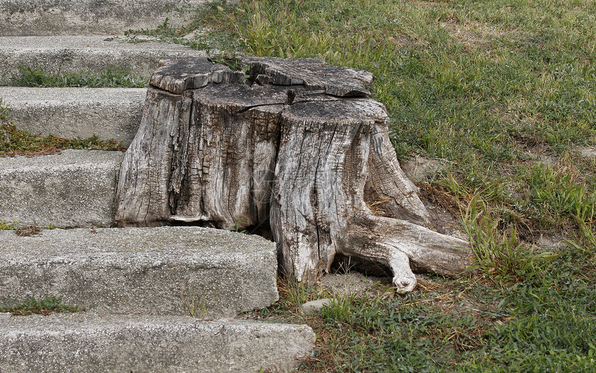 立木树桩木头植物木材生态损害地面树干公园树木图片