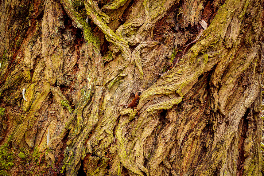 树皮纹理崎岖林业森林皮肤苔藓木材宏观灰色木制品树干图片