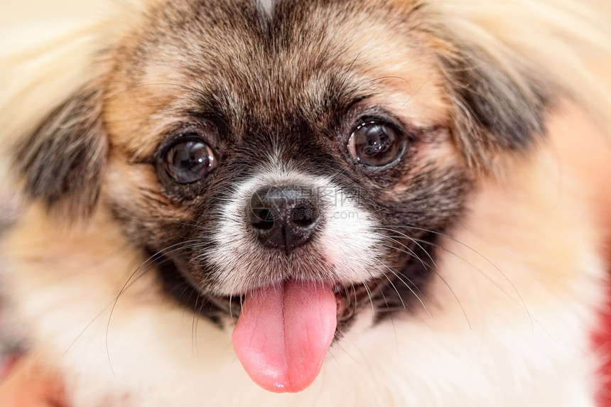 可爱狗狗的近身耳朵正方形胡须哺乳动物舌头主题脊椎动物生物血统工作室图片