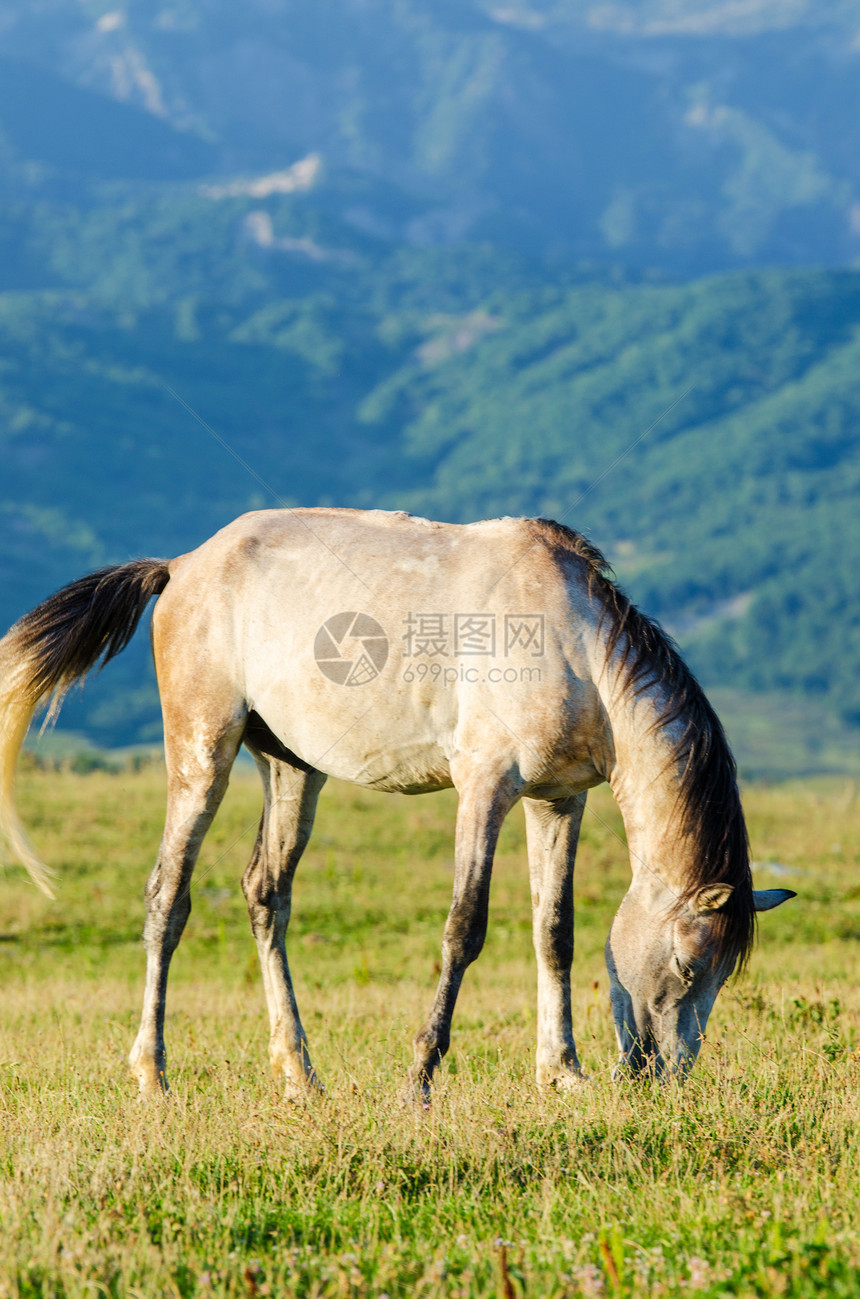 孤单的马在草地上城市荒野夫妻棕色天空家畜哺乳动物鬃毛牧场场地图片