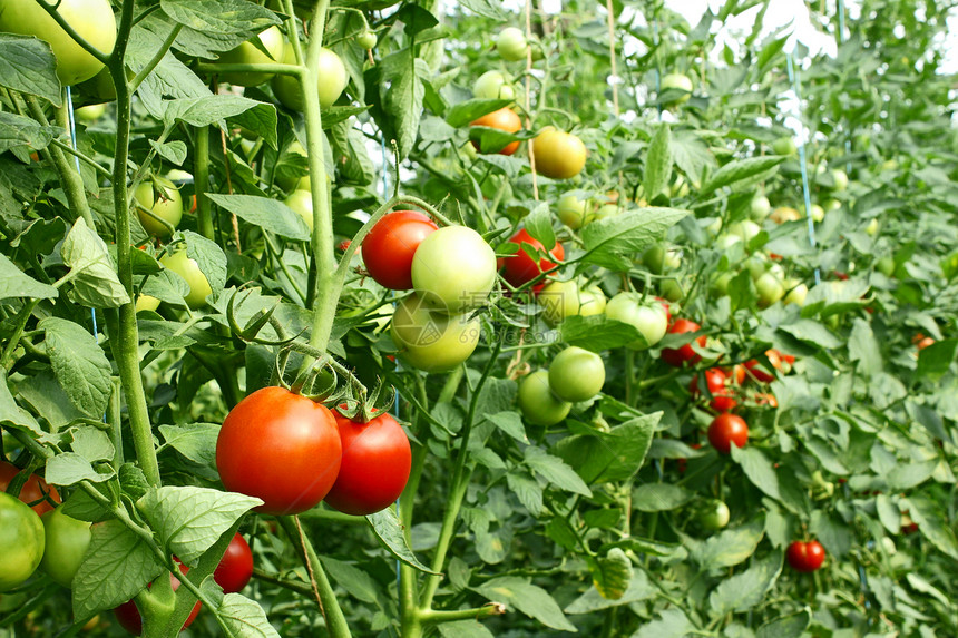 红西红番茄在温室中成熟图片
