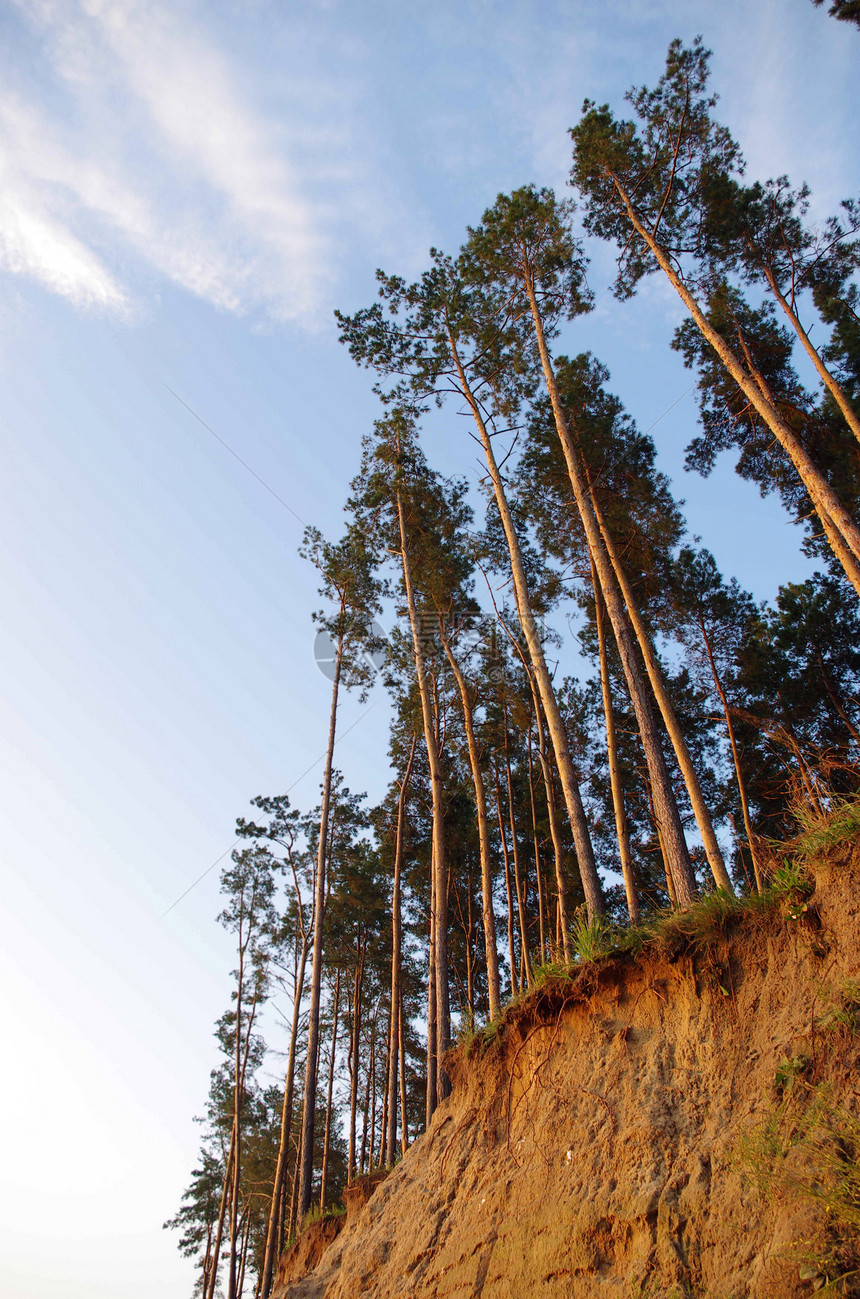 深蓝天空下的松林晴天木头蓝色天空山腰季节日志叶子森林国家图片