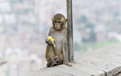中的猴子动物食物摄影主题水果毛皮生物灵长类营养品脊椎动物背景图片