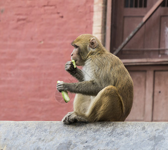 一只剥开香蕉中的猴子脊椎动物主题石头动物生物灵长类红色香蕉摄影毛皮背景