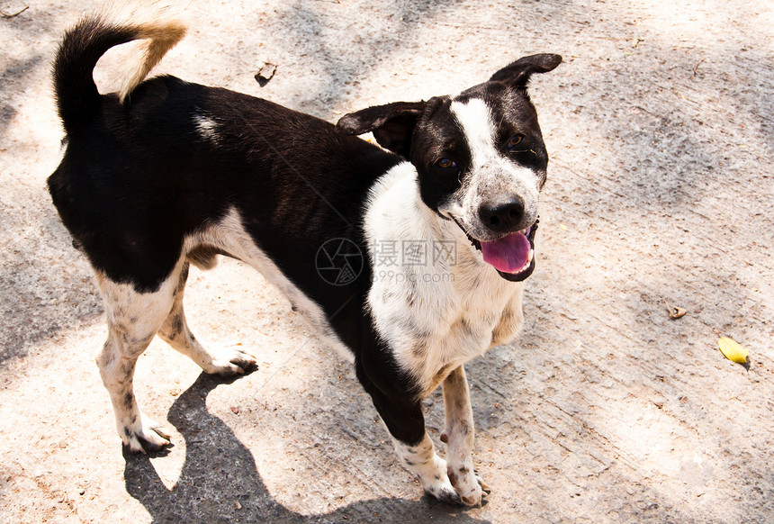 黑白狗哺乳动物宠物猎犬伙伴白色动物身体警觉农村品种图片