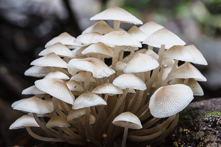 森林蘑菇生物季节生长腐烂团体殖民地物质白色植物水平背景图片