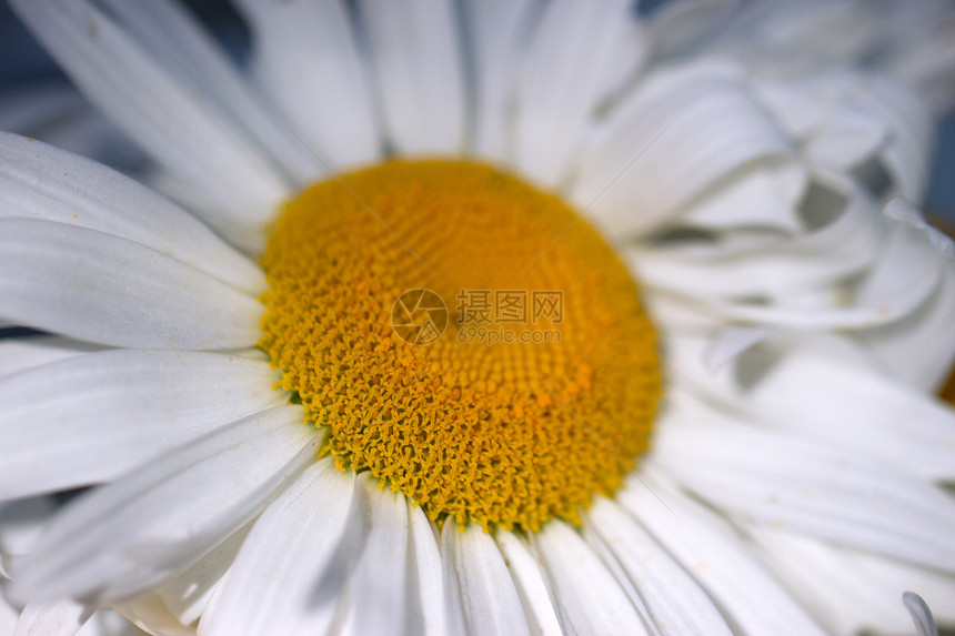 蓝色背景的大型cammomile特写场地雏菊花瓣季节牧场野花草本植物紫色剪裁雏菊花图片