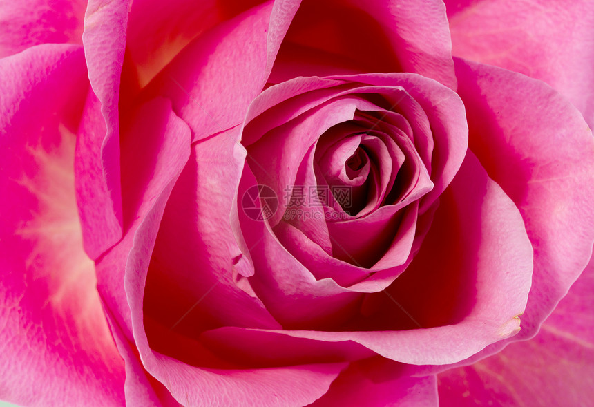 粉红玫瑰花玫瑰花瓣礼物工作室卡片植物宏观花园魅力图片