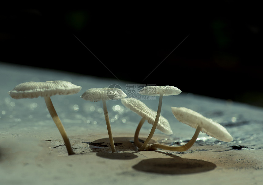 蘑菇森林团体荒野菌类饮食棕色蔬菜麝香季节性植物图片