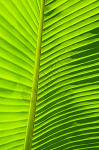 香蕉叶植物自然光叶子背光绿色脊柱线条植物学背景图片