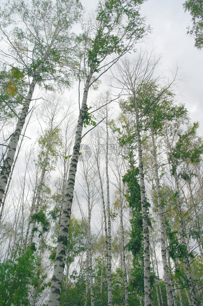空中飞翔的伯歇斯树木风景森林对角线季节多云天空树林植物绿色图片