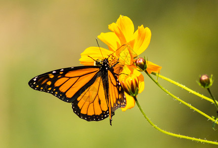 迷失之蝶秋天将大雄蝴蝶迁移出去宏观颜色斑鱼色彩橙子黄色阳光翅膀斑点花园背景