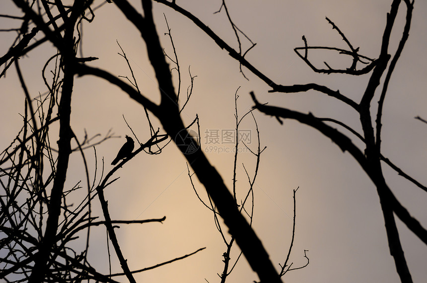 树枝上的鸟轮黑色天空图片