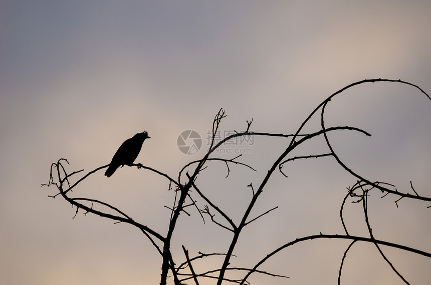 树枝上的鸟轮天空黑色图片