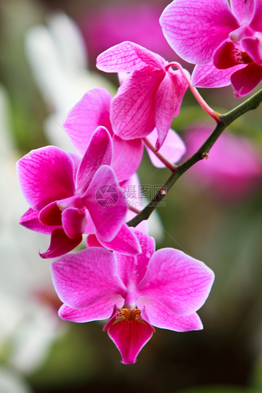 紫兰花背景花园热带兰花植物学环境植物植物群花束风格图片