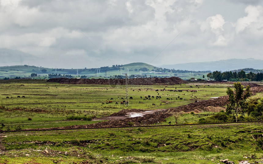 埃塞俄比亚的农村地貌家畜山脉绿色乡村图片