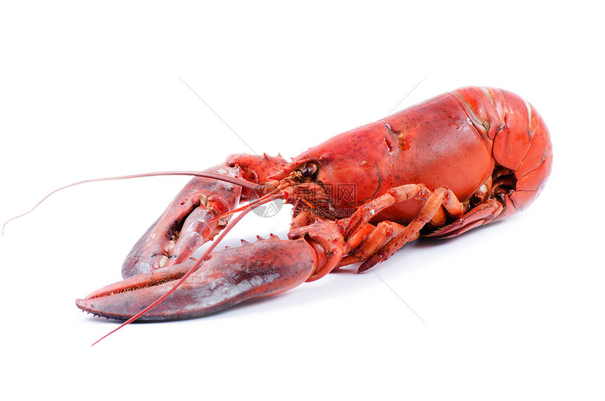 红龙虾白色美食熟食食物用餐奢华海鲜龙虾红色图片