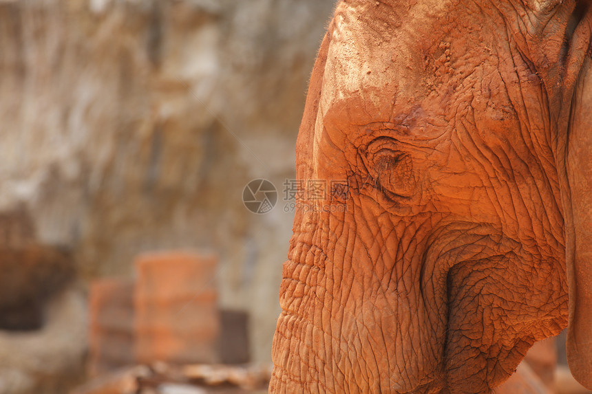 非洲大象环境野生动物动物园森林公园食草树干力量国家荒野图片