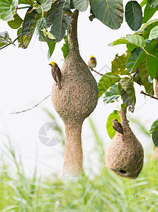 织布鸟鸟类自然高清图片