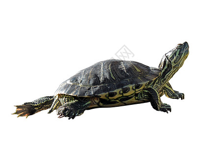 海龟动物动物群爬虫白色背景图片
