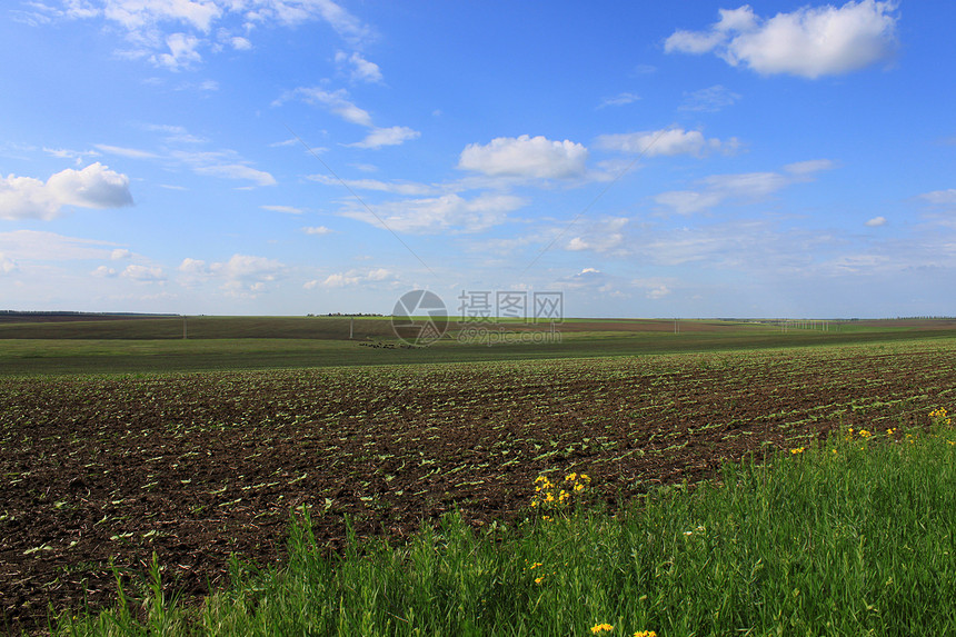 风景农业场地生长农村天空丘陵地平线绿色向日葵蓝色图片