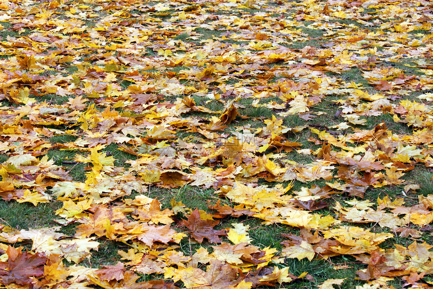 干叶地面树叶叶子图片