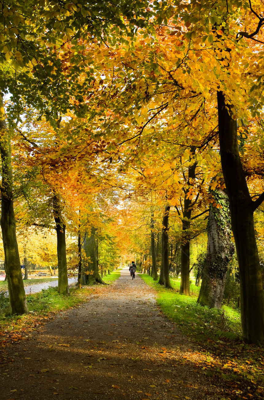 在公园里 有山毛树 秋色阳光背光橙子绿色树木森林晴天地面棕色黄色图片