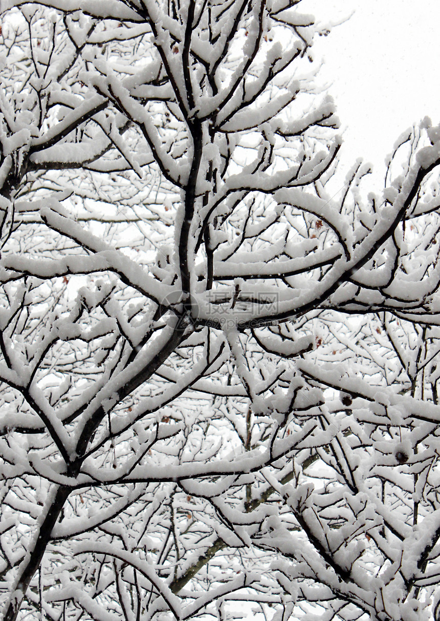 冬天树上降雪树木分支机构季节天气图片