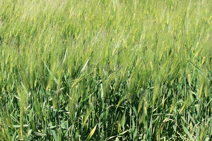 小麦田生长农村乡村面包土地场地粮食绿色谷物农业图片