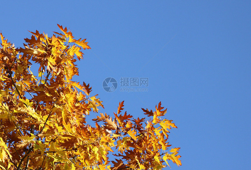 秋天的橡树叶子树叶红色植物群棕色黄色蓝天图片