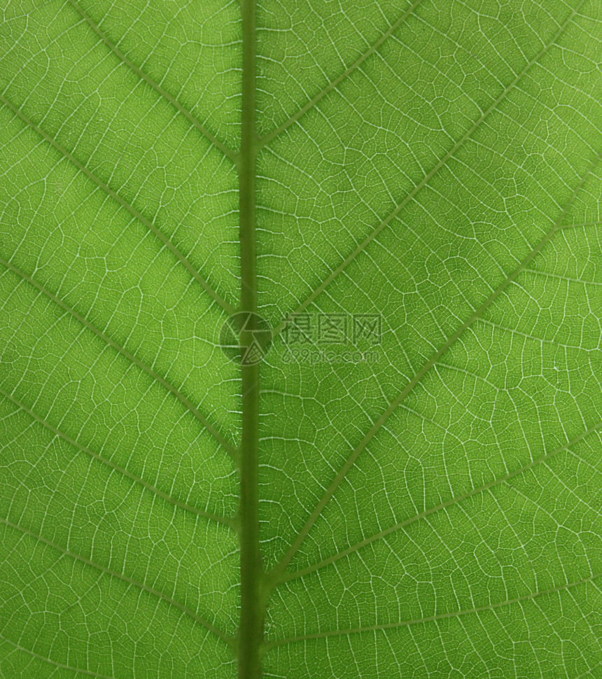 绿叶纹理宏观植物群核桃环境坚果木叶子图片