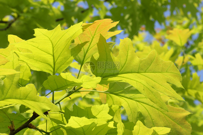 春天的橡树枝树叶植物群蓝天绿色图片