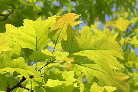 春天的橡树枝树叶植物群蓝天绿色背景图片