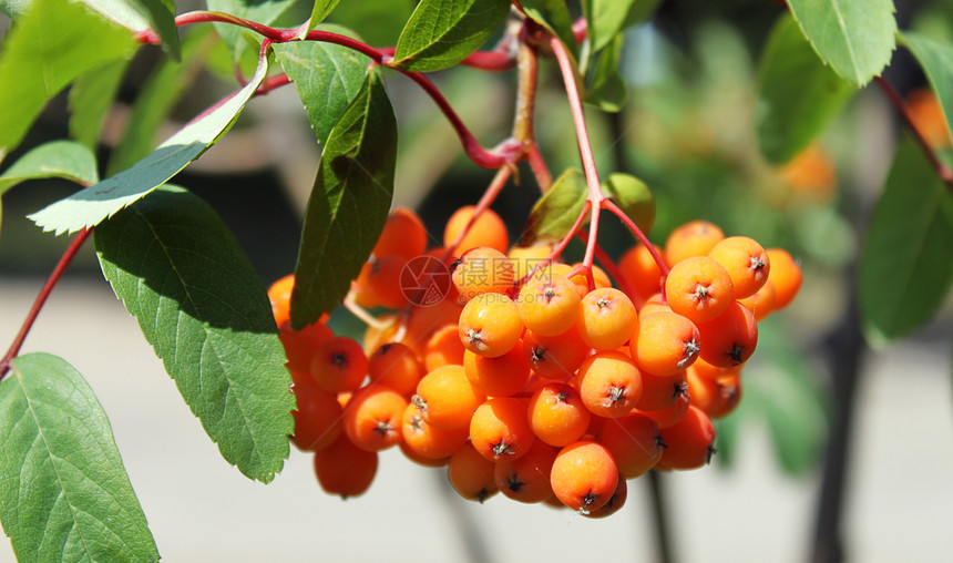 灰莓植物群树叶红色绿色橙子浆果图片