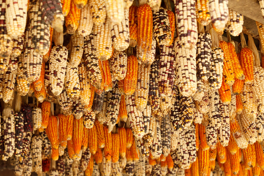 美丽的玉米耳朵种子金子水果蔬菜食物文化收获棒子农民市场图片