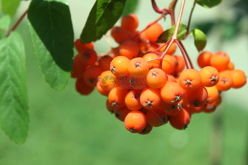 灰莓橙子绿色植物群树叶红色浆果图片