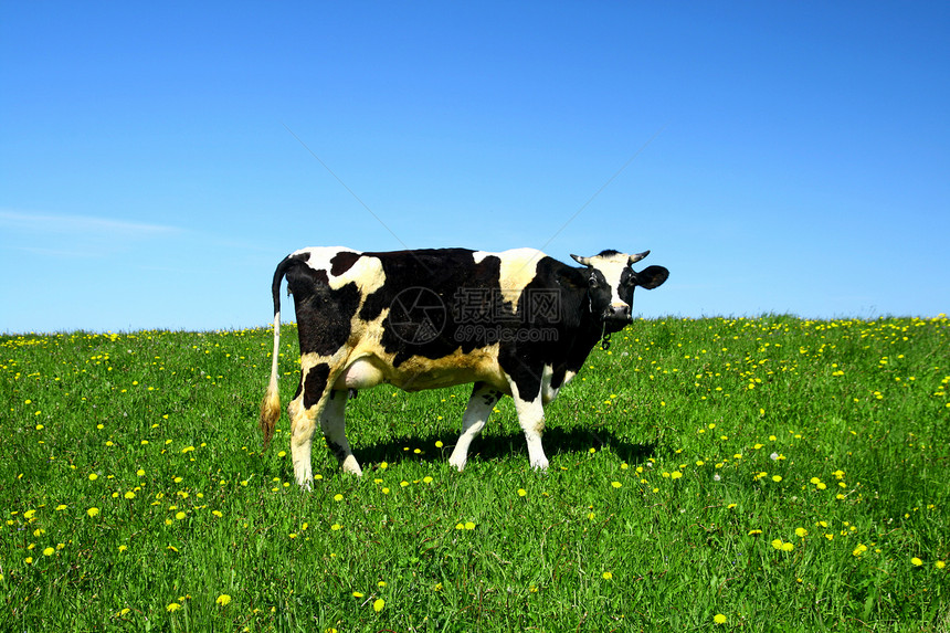 奶牛景观晴天天空动物草原村庄牧羊人阳光农村蓝色奶牛场图片