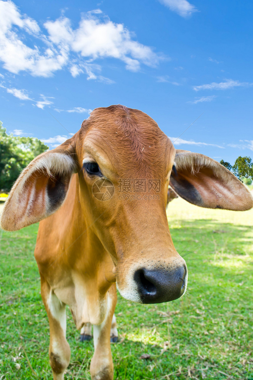 草地里的牛农田经济农村动物群哺乳动物奶制品奶牛家畜草本植物乳房图片