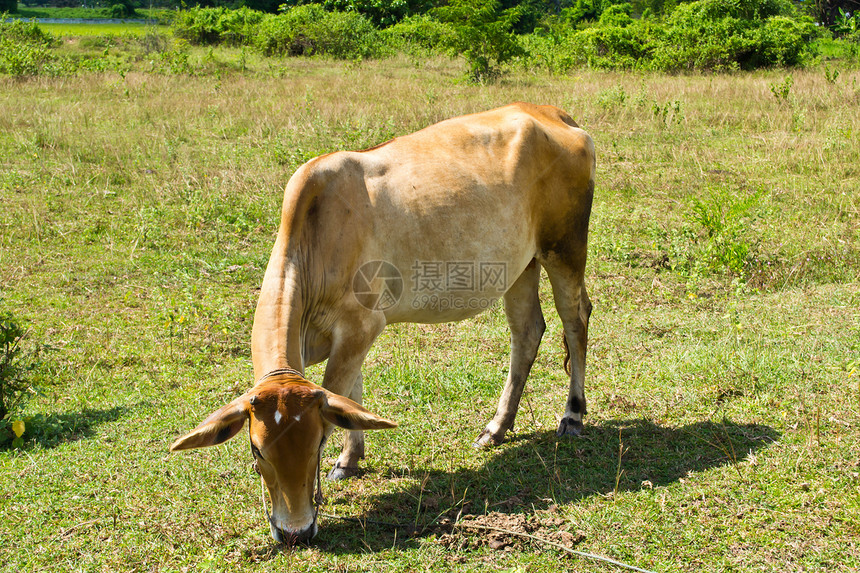 草地里的牛家畜畜牧业农田动物场地乳房农村经济草本植物哺乳动物图片