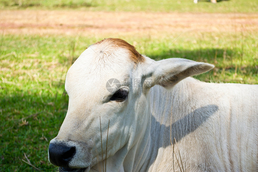 草地里的牛草本植物奶制品牛肉经济小牛农田动物群农场牛奶哺乳动物图片