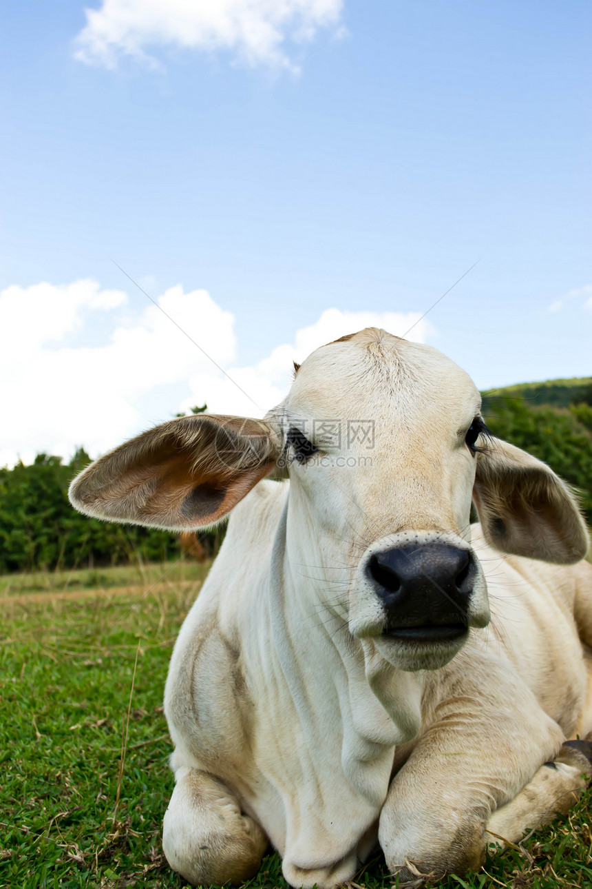 草地里的牛家畜小牛农场农田乳房天空配种牛肉农村环境图片