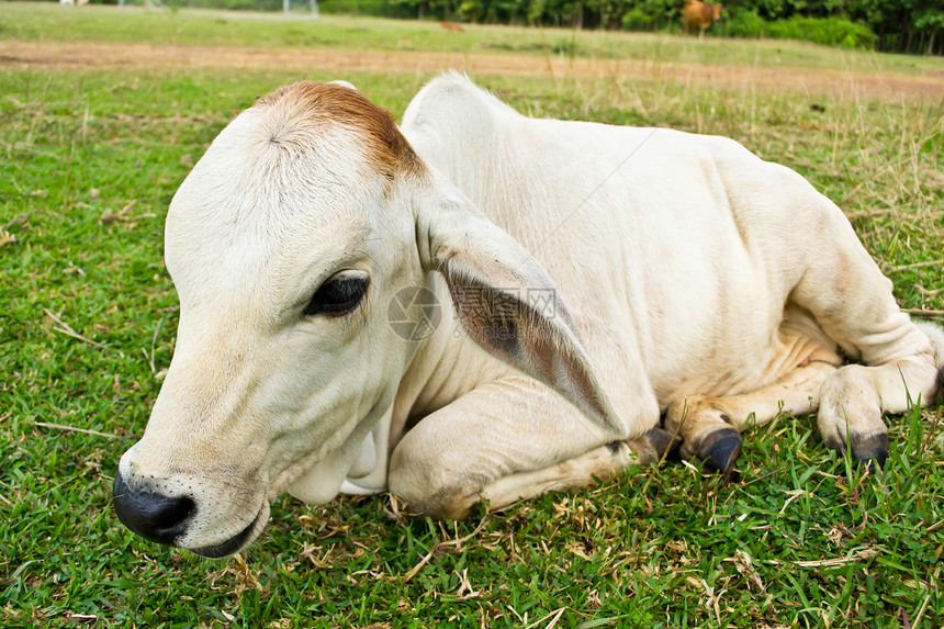 草地里的牛家畜天空母牛哺乳动物草本植物农田蓝色奶牛牛肉小牛图片
