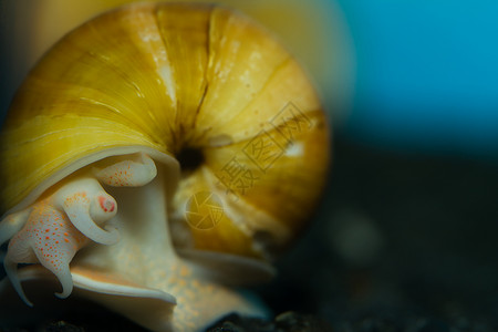 黄苹果螺旋动物橙子控制板格式黄色水族学果肉宏观世界背景图片