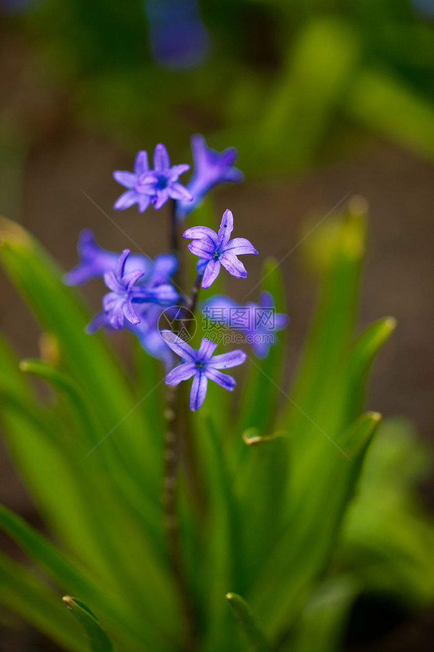 鲜花植物学公园环境花园生活植物宏观蓝色花瓣紫色图片