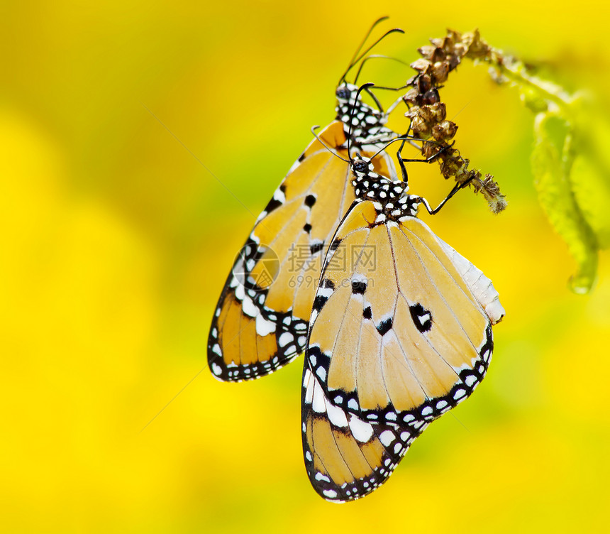 蝴蝶黄色夫妻昆虫花园翅膀环境宏观公园荒野漏洞对方图片