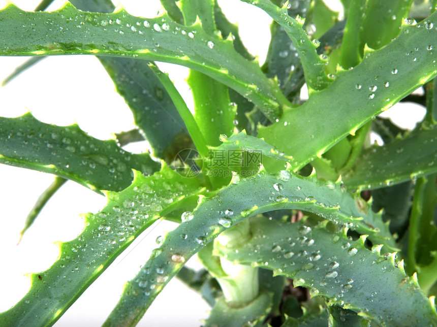 芦荟叶治愈沙漠脊柱愈合生长绿色肉质树叶植物学叶子图片