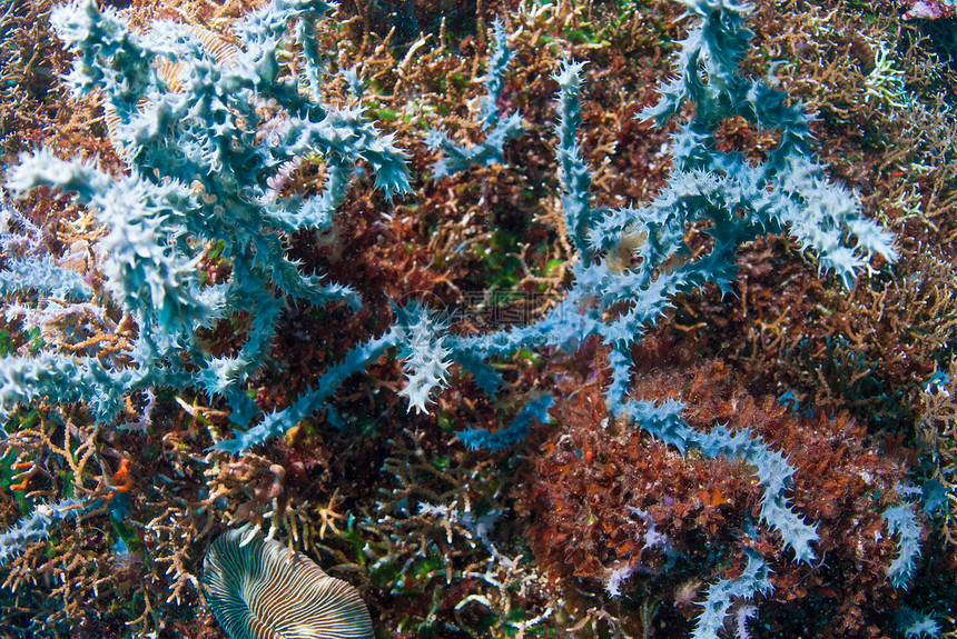 巴厘的水下珊瑚 鱼类和植物海藻海星世界海洋潜水员野生动物水族馆海浪星星浮潜图片