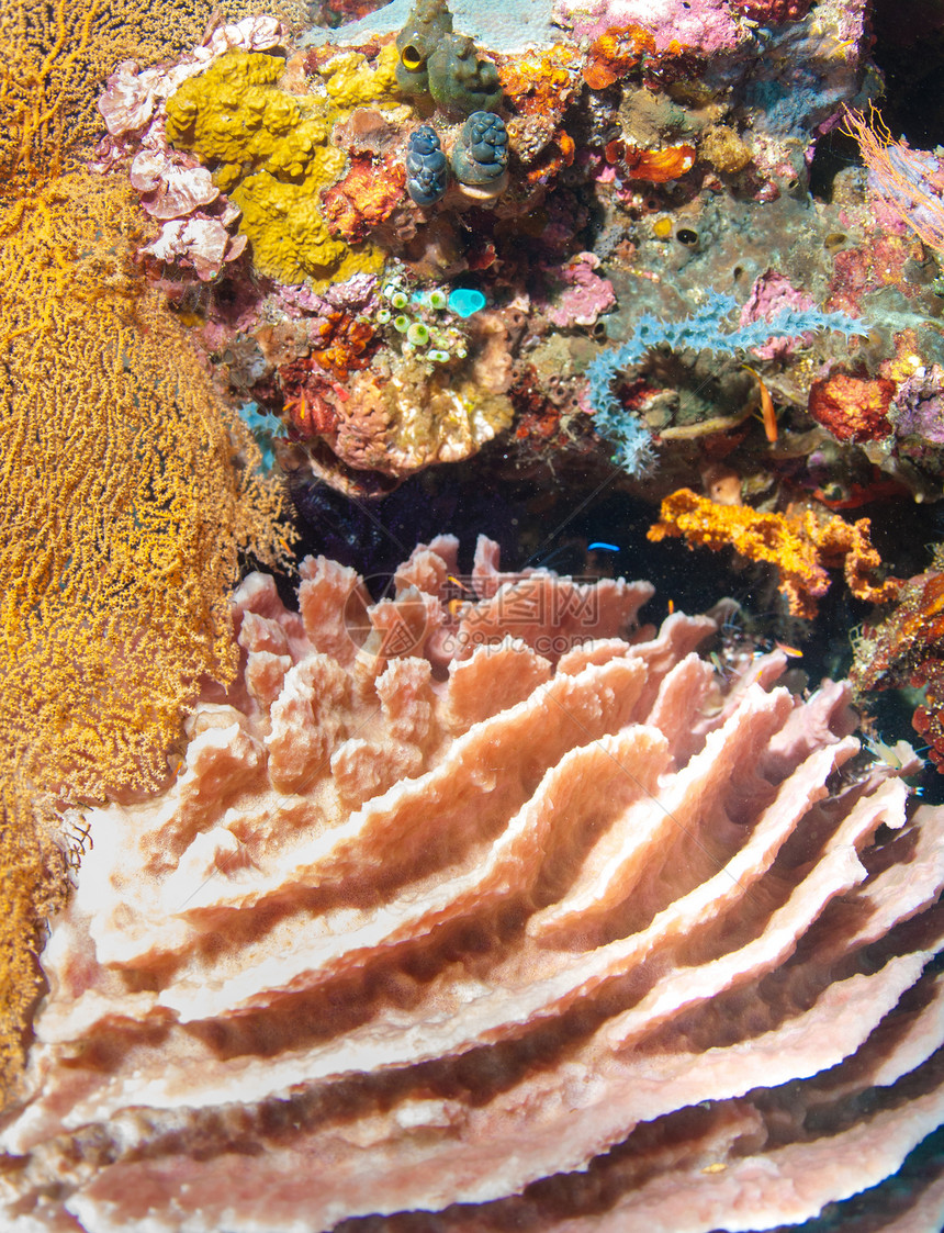 巴厘的水下珊瑚 鱼类和植物野生动物蓝色潜水员潜水呼吸管浮潜异国海绵海洋世界图片