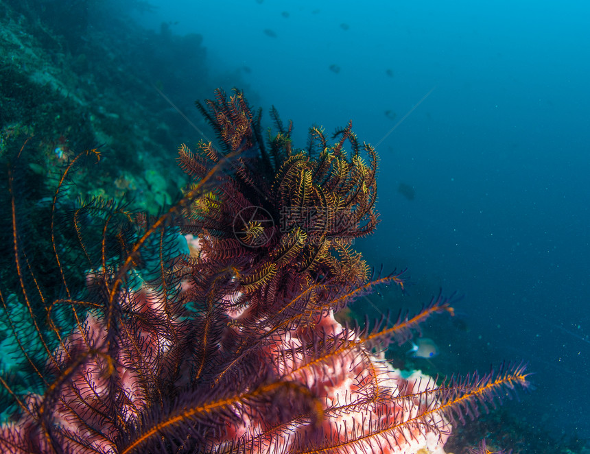 巴厘的水下珊瑚 鱼类和植物呼吸管海洋潜水员异国蓝色潜水世界野生动物星星橙子图片