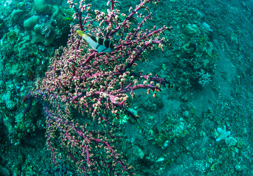巴厘的水下珊瑚 鱼类和植物海绵热带异国海星情调海藻浮潜橙子水族馆世界图片